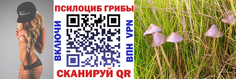 Псилоцибиновые грибы мицелий Почеп